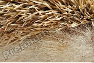 Hedgehog - Erinaceus europaeus 0033